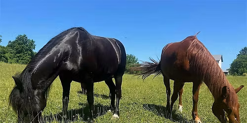 Horse Dreams