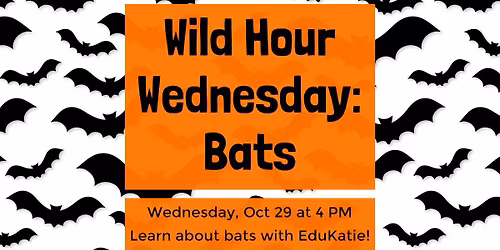 Wild Hour Wednesday: Bats