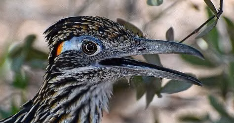 Desert Birding