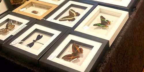 Curious Creations Market