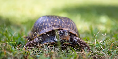 Turtle Time with Peeta the Box Turtle