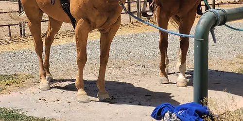 Clinic Day at 3 O'clock Ranch