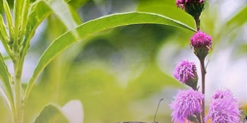 Pollinator Workshop