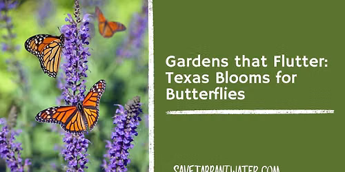 Gardens that Flutter: Texas Blooms for Butterflies