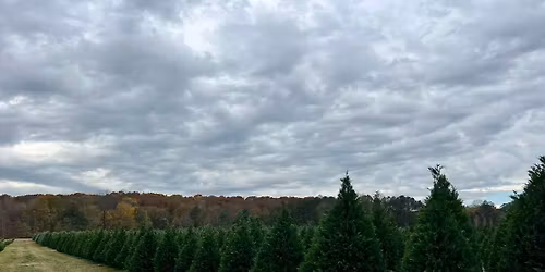 Christmas Tree Farm Photos 