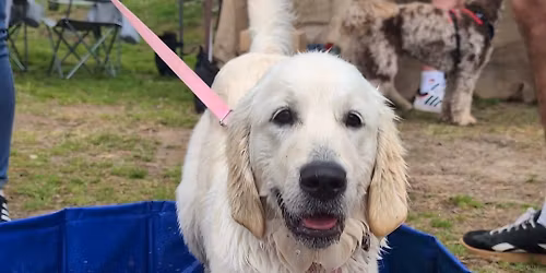 Double Locks' Dog Fest 2026