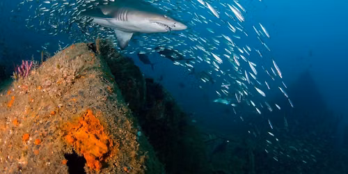 Trip to Morehead City, NC Wreck Diving
