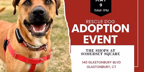 Adopt a Rescue Dog in Glastonbury CT