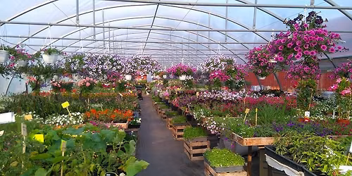 Sommarblomskv\u00e4ll