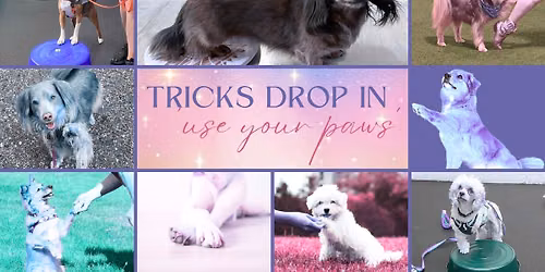 Trick Training Drop In - 'Use Your Paws'