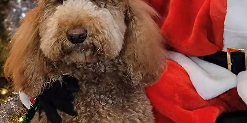 Santapaws is coming Dec 6 - bring your pup and get pictures! 