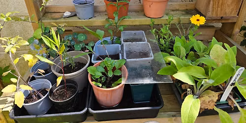 Weston Summer Plant swap