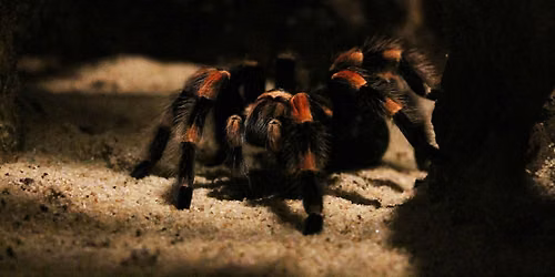 Creepy Conservation: Talking About Tarantulas with Dr. Steve Reichling
