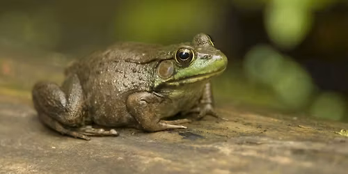 Frog & Salamander Walk