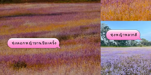 \u0e17\u0e38\u0e48\u0e07\u0e14\u0e2d\u0e01\u0e2b\u0e0d\u0e49\u0e32\u0e1a\u0e32\u0e19 - \u0e2d\u0e38\u0e1a\u0e25 (\u0e40\u0e04\u0e23\u0e37\u0e48\u0e2d\u0e07)