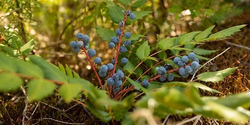 Oregon Trail Recipes 