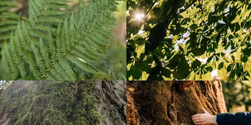 Scone Palace Forest Bathing 