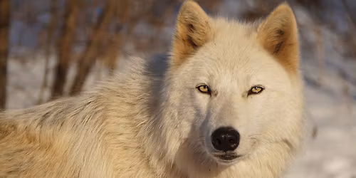 Full Moon Fundraiser- Cold Moon