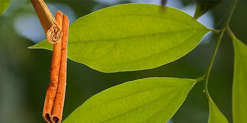 Visning i adventstid