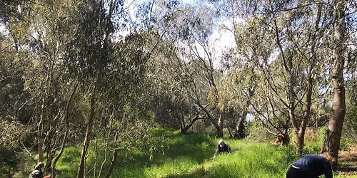Working Bee at Merri Park