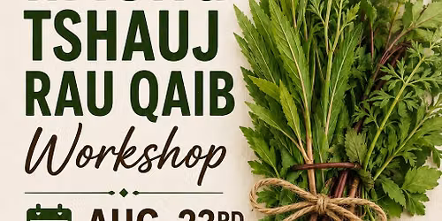 HOW TO HARVEST TSHUAJ RAU QAIB.