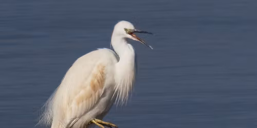 Ringmoylan Bird Watching