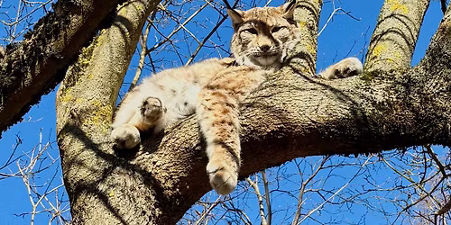 Abendspaziergang im Tierpark Hexentanzplatz