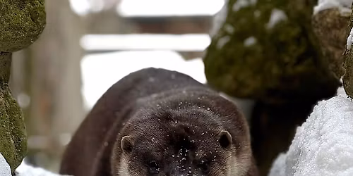 Abendspaziergang im Tierpark Hexentanzplatz