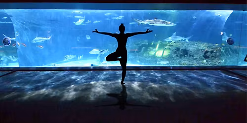 Namaste with the Sharks