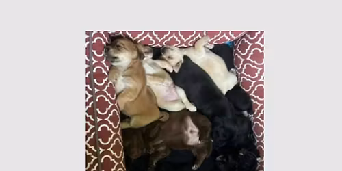 Puppy Yoga with the Frozen Litter!