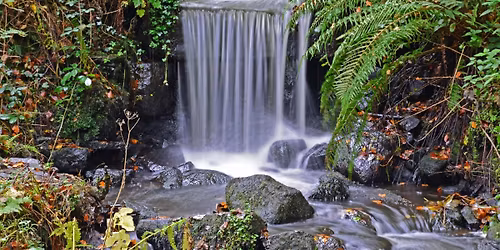 Forest Bathing with Rachel Howfield Massey