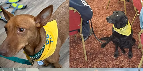 Pets as Therapy - Rugby