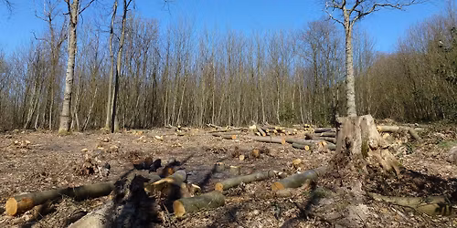 Task Day - Rhododendron removal