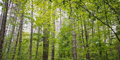Trail Challenge: Pawpaw Park