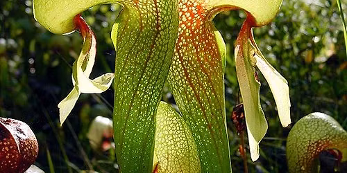 Extending Conservation and Connectivity 