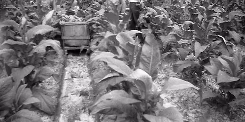 Museum Lecture Series: The Impact of Flue-Cured Tobacco on Horry County, S.C. 