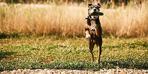 Doggie Sippin' | Session 4 at Finley Farms