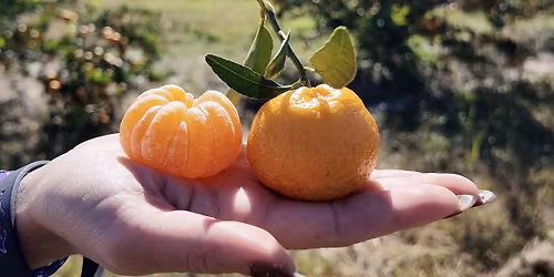 Saturday Citrus U-Pick