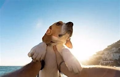 Doggie Movie Experience \u2014 12-Hour Filmmaking Day (Rochester, NY)