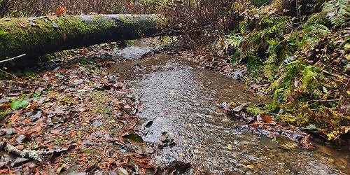 Rooted Wholistics Community Nature Walks