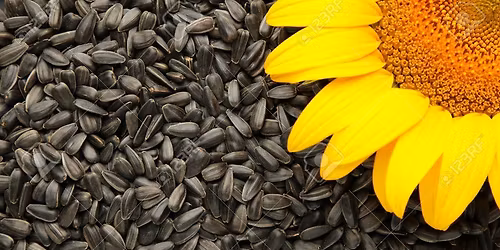 Seed Saving Workshop