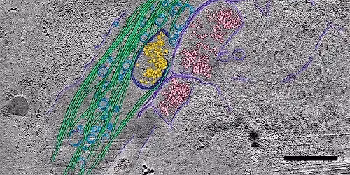4th Frontiers in Electron and Scanning Probe Microscopy for Science