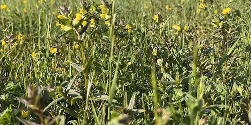 Wild Flowers and Grasses (and Butterflies) of Gorrell Valley