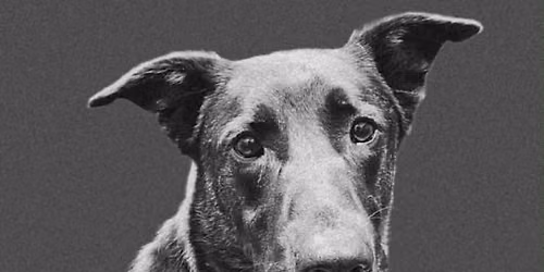 Sarge\u2019s Graduation from school at Norton Dog Training