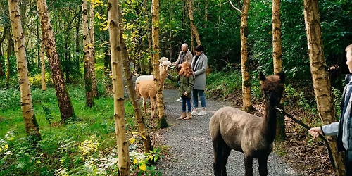 Ireland's Only Purpose Built Scenic Alpaca Trekking Trail - Near Belfast & Ballynahinch