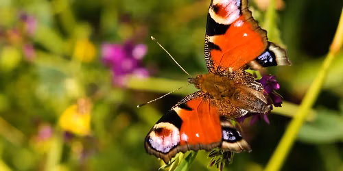 Daphni in Greater London