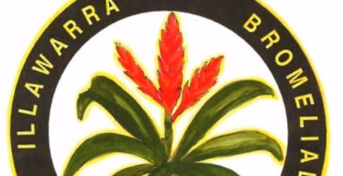 Illawarra Bromeliad Society Meeting 