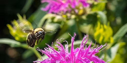WHPS Program: Creating Pollinator Habitat in the Community - the Northeast Wisconsin Pollinator Corr