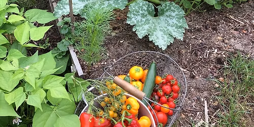 Atelier potager : maladies et ravageurs