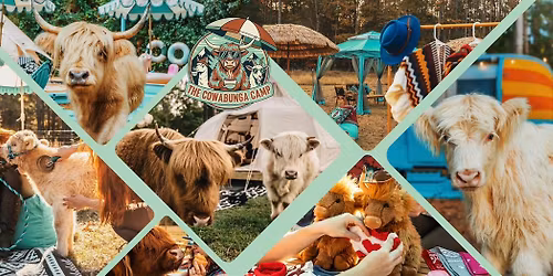 The Shaggy Cow Lounge & Cabanas w\/ Fluffy Highland Cows! | Statesville, NC